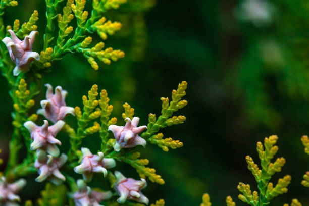 istock green bushes in the park with colorful seeds 952076448