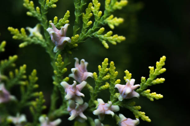 istock green bushes in the park with colorful seeds 952076452