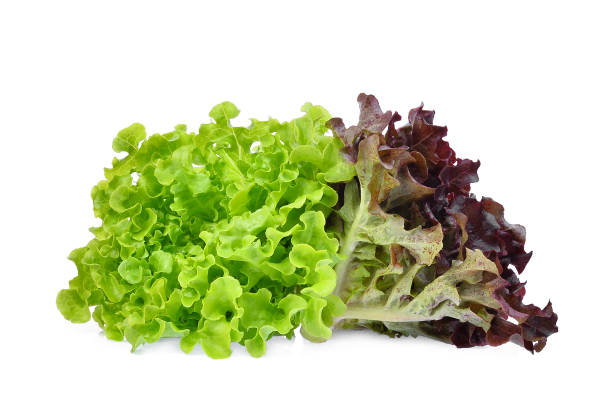 istock fresh red and green oak lettuce salad leaves isolated on white background 952076480