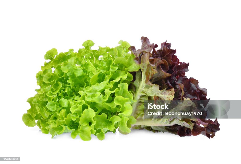 fresh red and green oak lettuce salad leaves isolated on white background Lettuce Stock Photo