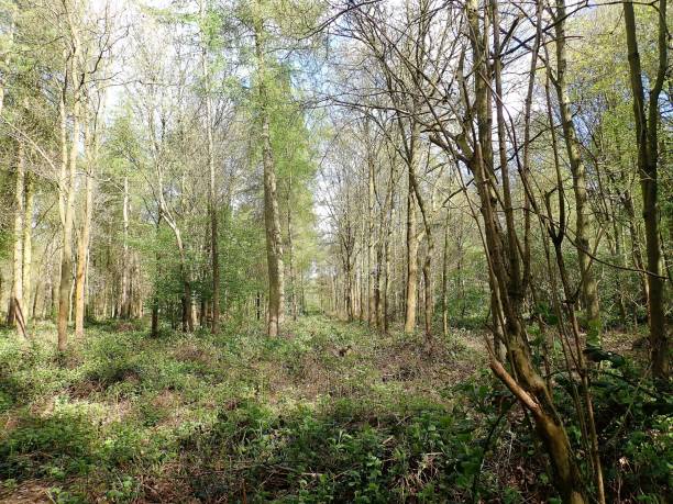 istock Carpenters Wood, Chorleywood in Springtime 952079138