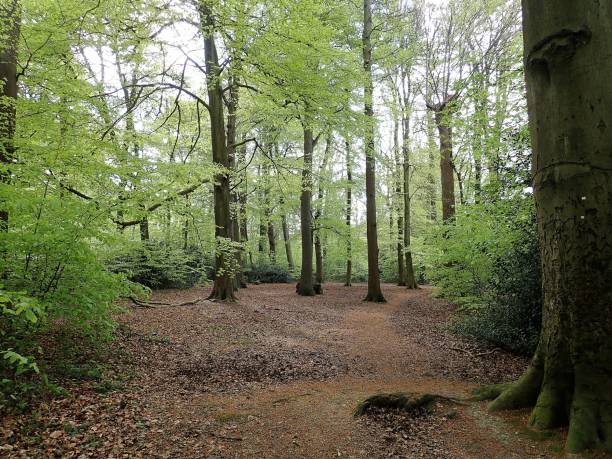 istock Grove Wood, Chorleywood in Springtime 952079166