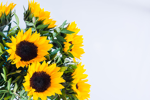 Bouquet of bright sunflowers on a white background.