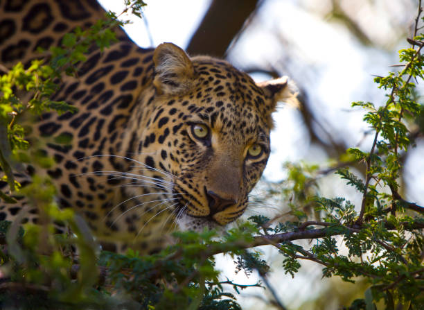 leopardo del árbol - leopard kruger national park south africa africa fotografías e imágenes de stock