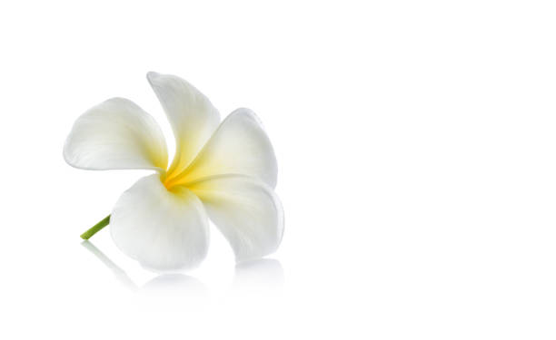 istock Tropical flowers frangipani (plumeria) isolated on white background 952080072