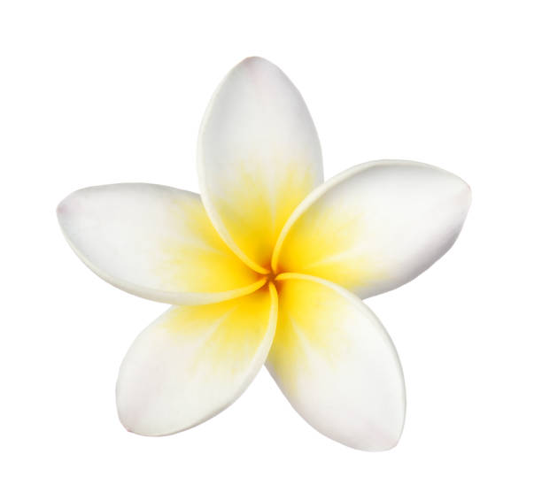 istock Frangipani flower isolated on white background 952080168