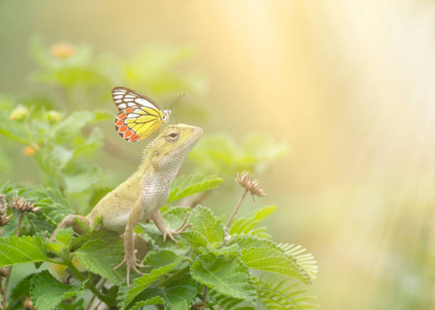 mariposa en lagarto de jardín oriental - lime butterfly fotografías e imágenes de stock