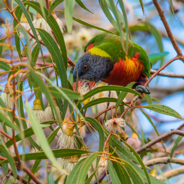 istock Rainbow Lorikeet eating the gum blossoms 952082212