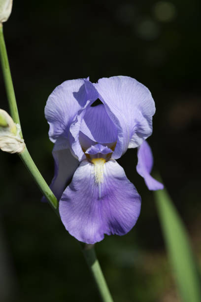 istock close-up of light purple iris flower 952082810
