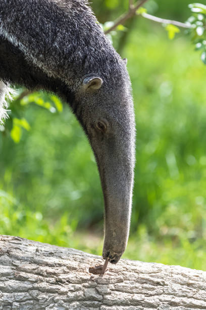 Giant Anteater Giant Anteater, animal eating ants in a tree trunk Giant Anteater stock pictures, royalty-free photos & images