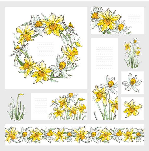 バナー - 水仙の花、白い背景で隔離。手描きのイラスト。 - primrose white background flower nature点のイラスト素材／クリップアート素材／マンガ素材／アイコン素材