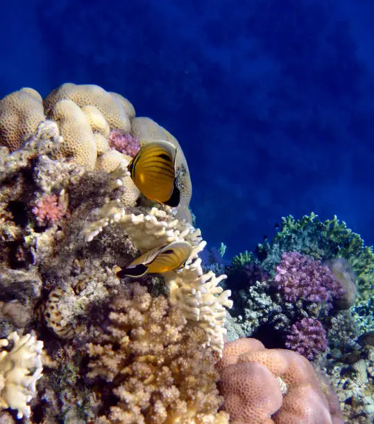Red Sea offers so much joy to the eye. The Exquisite Butterflyfish are gorgeous and the variety of corals is amazing! Photographed in the Red Sea by Johanna Hurmerinta.