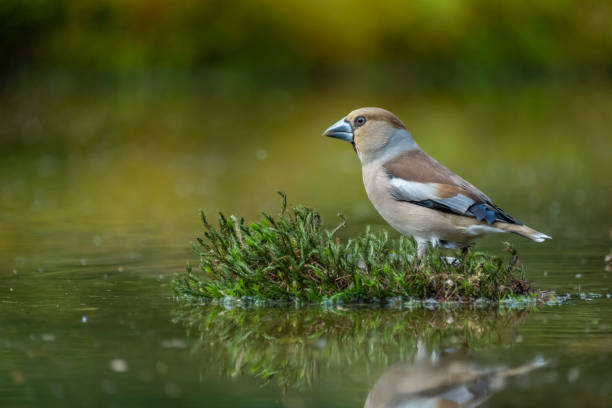 Hawfinch Rspb 2,000+ Hawfinch Photos Stock Photos, Pictures & Royalty-Free Images ...
