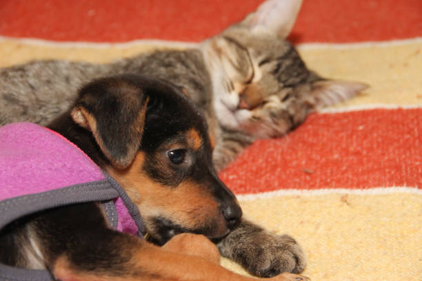 istock mongrel dog puppy sleeping with the cat 952088894