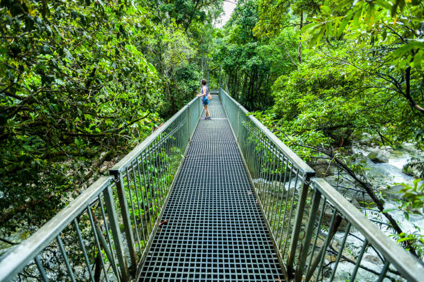 A Bridge with a person in the Daintree Rainforest stock photo