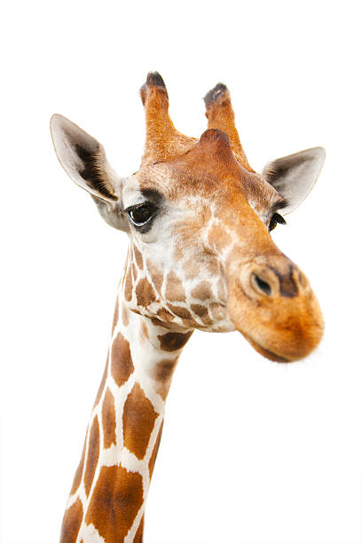 istock Portrait of giraffe 95208982