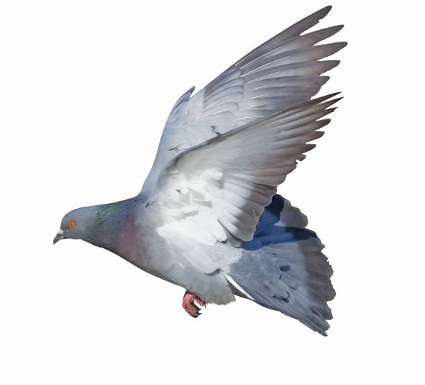 istock isolated on white grey flying pigeon 952091138