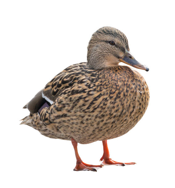 istock isolated on white standing mallard duck 952091142