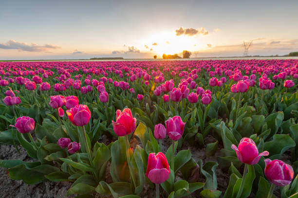 istock Fields of blooming red tulips during sunset in Holland 952091268