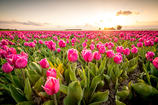 Fields of blooming red tulips during sunset in Holland. The tulips are growing in a field in Flevoland, The Netherlands and are part of Dutch culture in Holland.