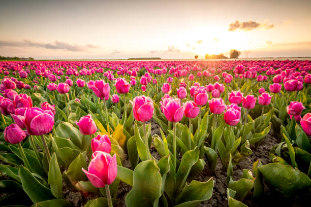 Fields of blooming red tulips during sunset in Holland Fields of blooming red tulips during sunset in Holland. The tulips are growing in a field in Flevoland, The Netherlands and are part of Dutch culture in Holland. flevoland photos stock pictures, royalty-free photos & images