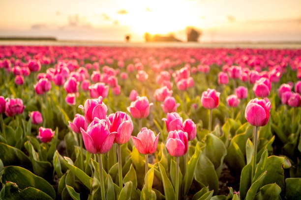 istock Fields of blooming red tulips during sunset in Holland 952091632