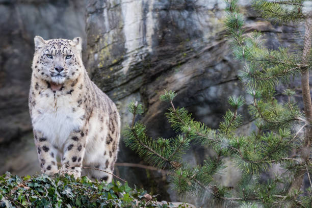 leopardo delle nevi adulto in piedi su una sporgenza rocciosa - snow leopard foto e immagini stock