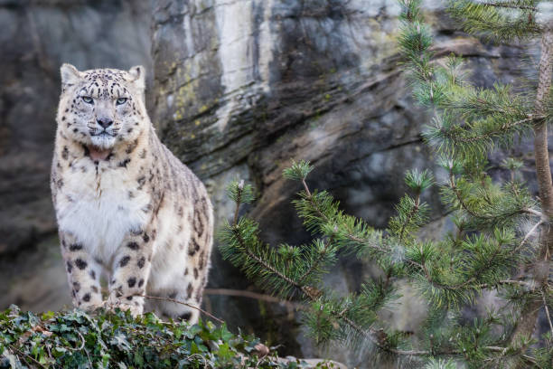 大人の雪ヒョウ立っている岩が多い棚の上 - snow leopard leopard animal snow ストックフォトと画像