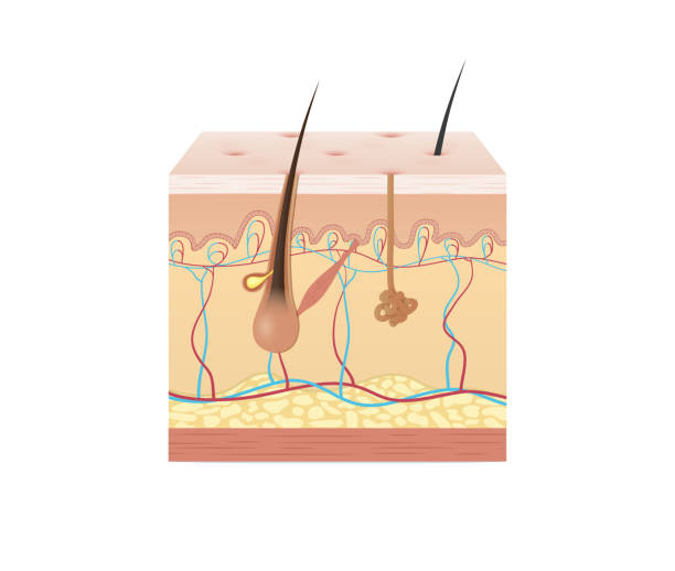 istock Vol.2 Structure of the skin illustration vector on white background. Beauty concept. 952094248