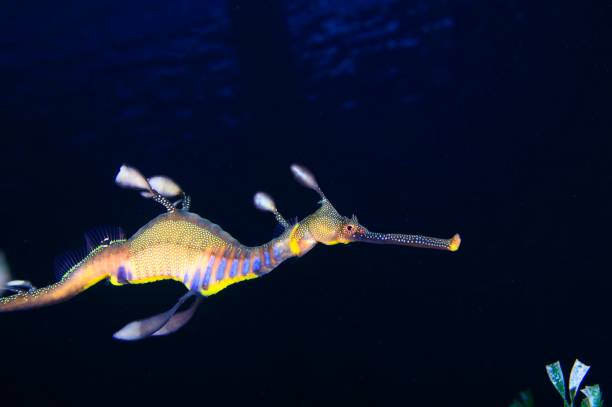 Dragon Male Weedy Seadragon swimming under pier. seadragons photos stock pictures, royalty-free photos & images