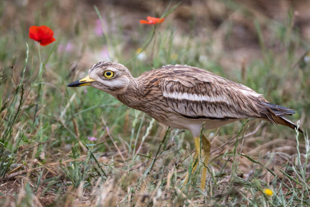 istock Isolated Stone Curlew Bird in the wild 952095980