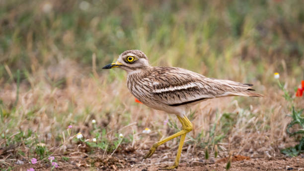 istock Isolated Stone Curlew Bird in the wild 952096614
