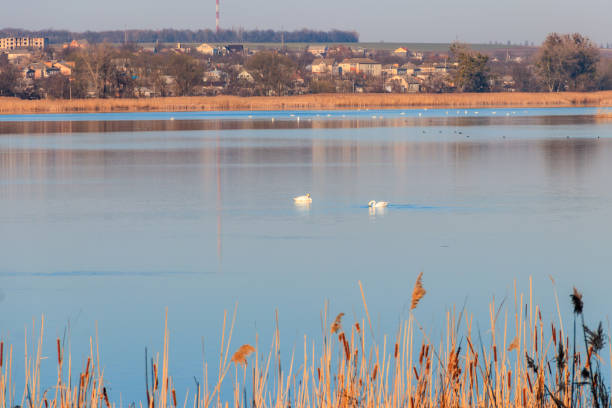 istock View on the peaceful lake with white swans 952097928