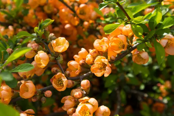 Photo of Chaenomeles japanica shrub with green leaves and orange flowers.