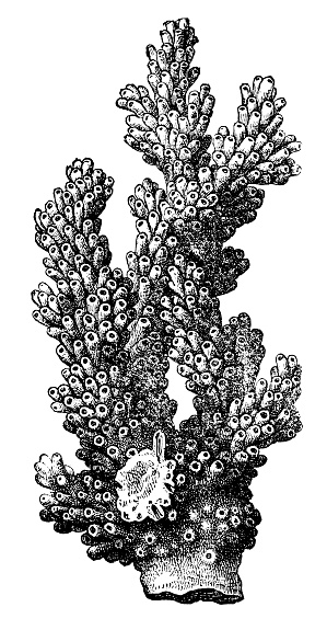 Illustration of a Coral - Madrepora verrucosa