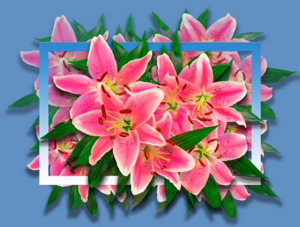 istock Creative layout of flowers of lys in  bleu white frame. 952102570