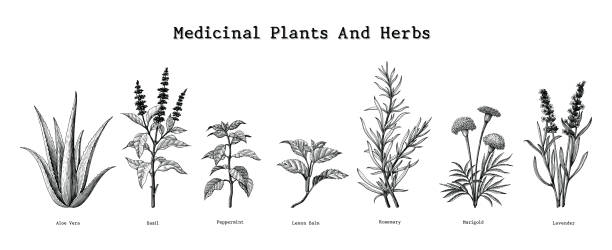 illustrazioni stock, clip art, cartoni animati e icone di tendenza di piante medicinali ed erbe disegnando a mano illustrazione di incisione vintage - lemon balm