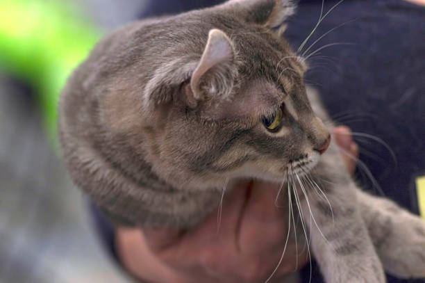 istock Gray cat lies on hands, close-up 952104762