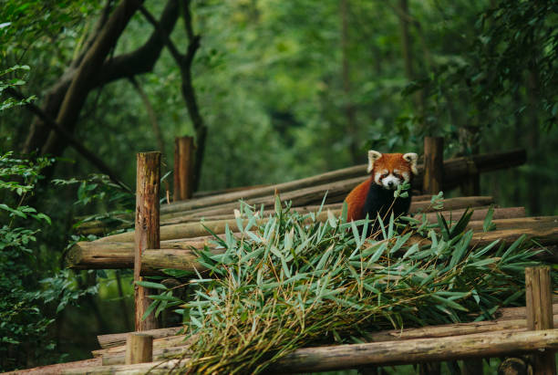 panda rosso cammina tra le foglie verdi - panda outdoors horizontal chengdu foto e immagini stock
