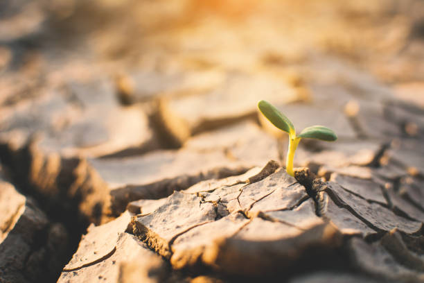 istock Little green plant on crack dry ground, concept drought 952107004