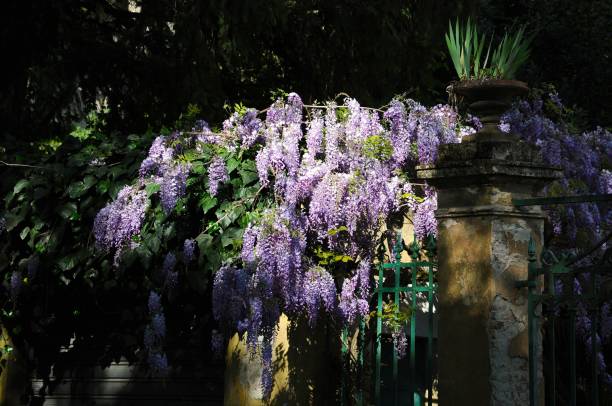istock Beautiful purple wisteria in bloom 952107086