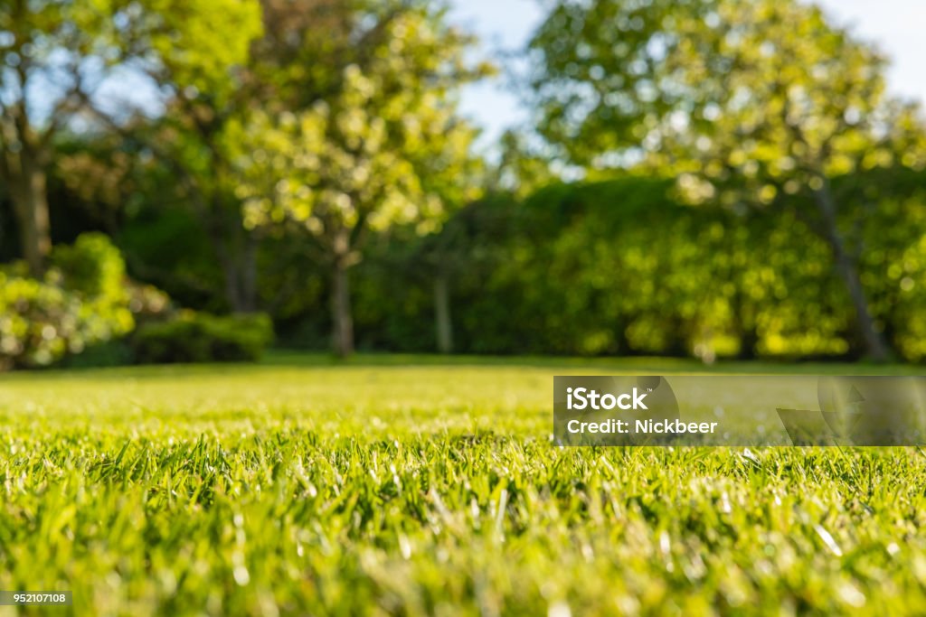 Interesting, ground level view of a shallow focus image of recently cut grass seen in a large, well-kept garden in summer. The background shows out of focus apple trees and a long hedgerow. Yard - Grounds Stock Photo