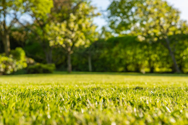 Interesting, ground level view of a shallow focus image of recently cut grass seen in a large, well-kept garden in summer. The background shows out of focus apple trees and a long hedgerow. turf photos stock pictures, royalty-free photos & images