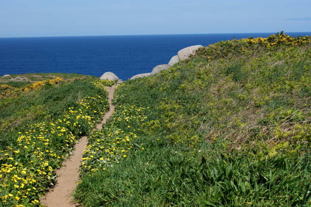 istock Path to the sea, among the flowers 952107140