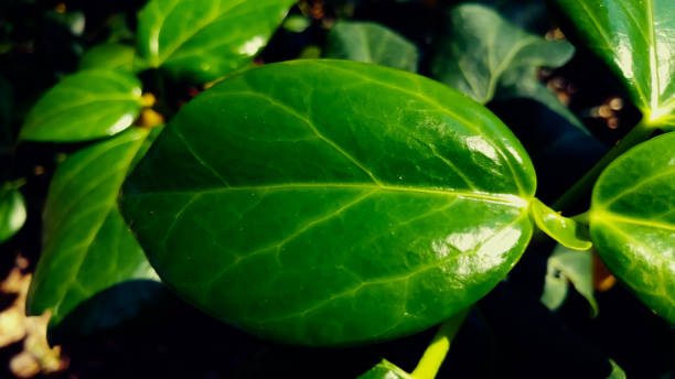 istock Hardy Bush Persian Ivy 952107158