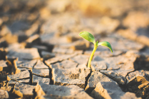 istock Little green plant on crack dry ground, concept drought 952107204