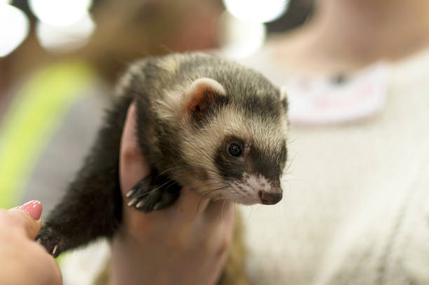 A ferret with black eyes is sitting on his hands, close-up