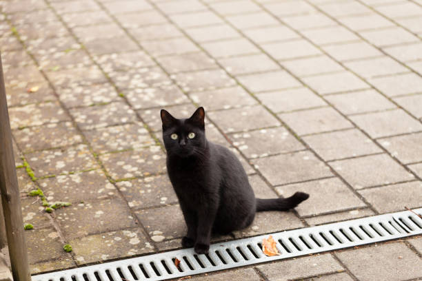 black cat outdoors