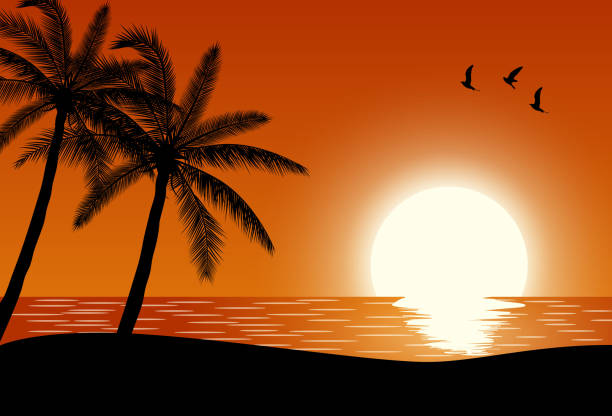 Silhouette palm tree on beach Silhouette palm tree on beach under sunset sky background. Vector illustration phuket beach party stock illustrations