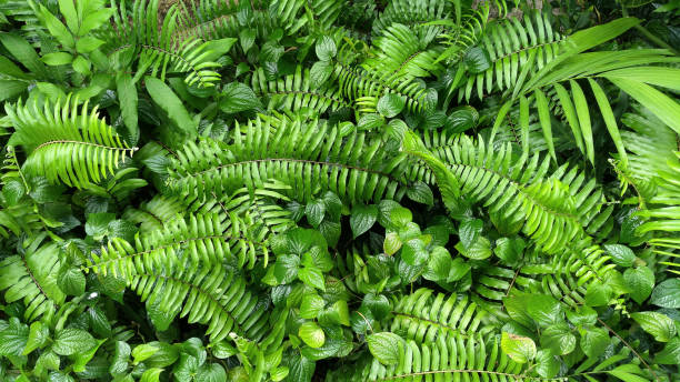 jardín vertical con hoja verde tropical, contraste - fern leaf plant close up fotografías e imágenes de stock